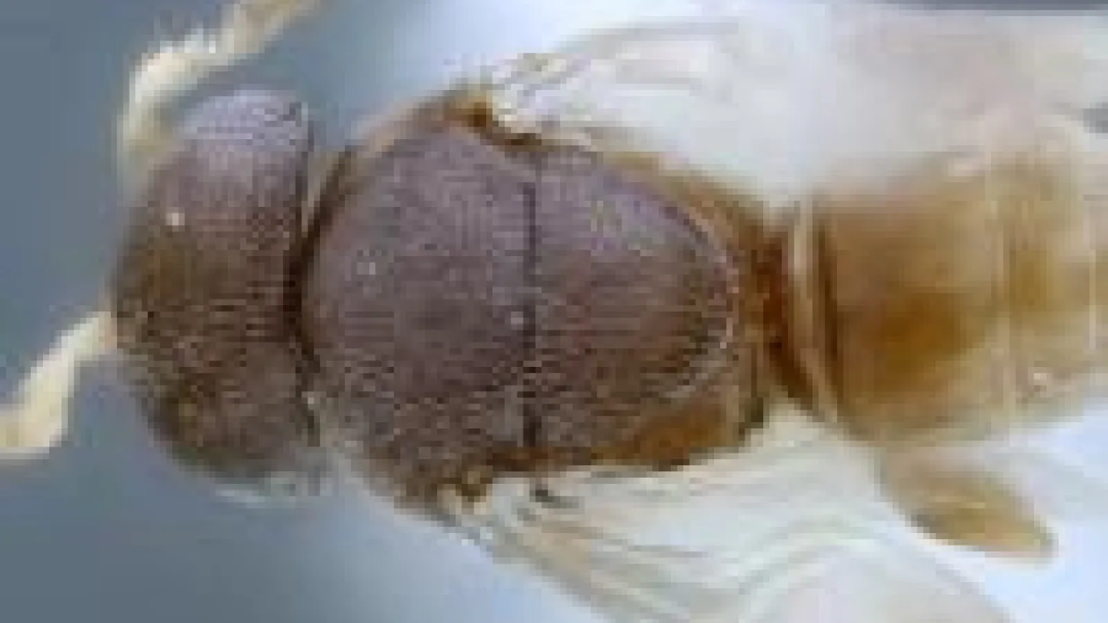 Calixomeria dorsal view
