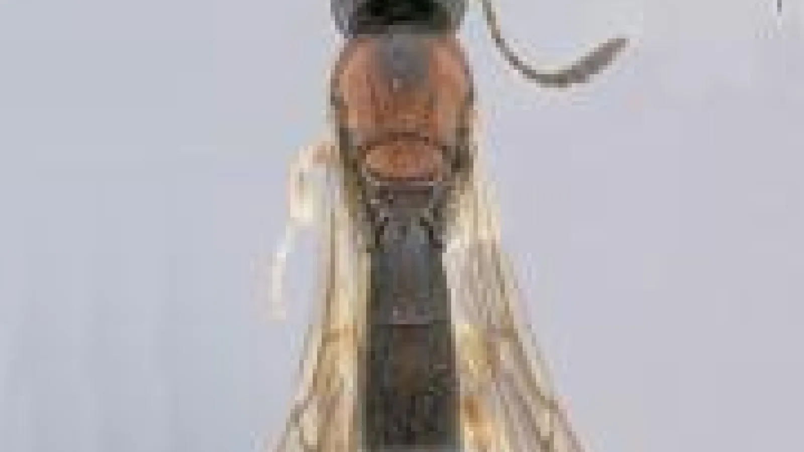 Holotype of the new species Chromoteleia depilis