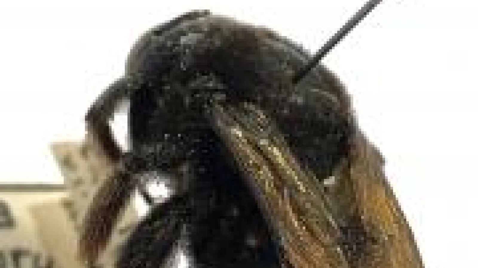 Carpenter bee 