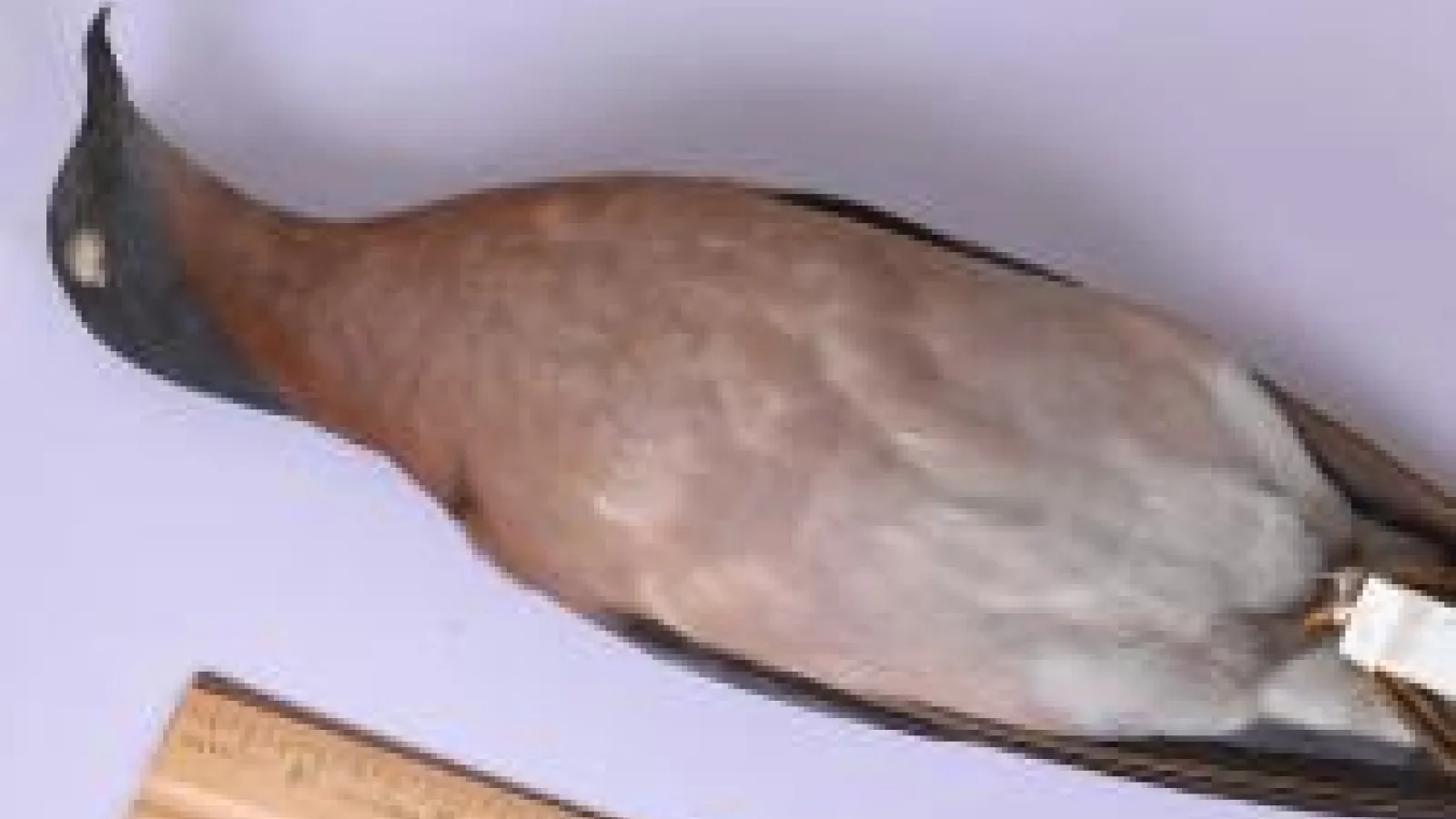 picture of a bird specimen next to a ruler