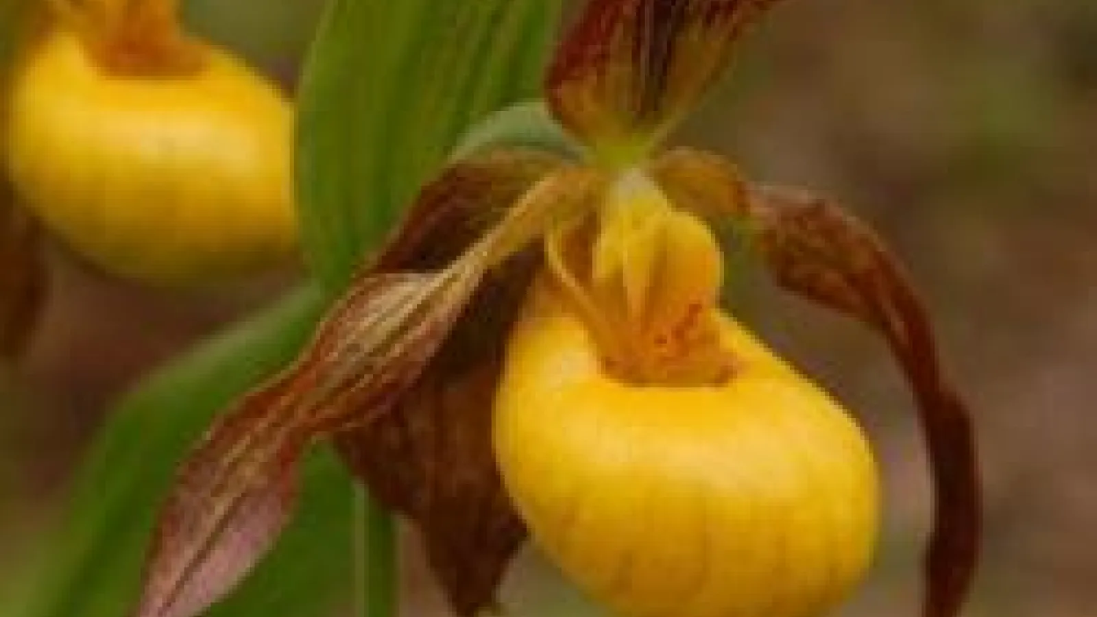 picture of Cyp parviflorum pubescens
