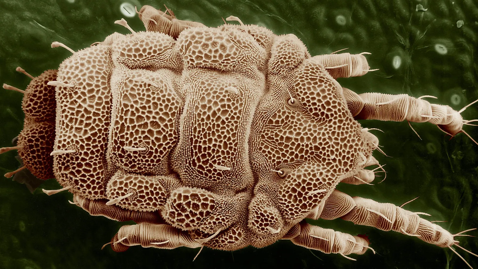 Yellow mite Lorryia formosa