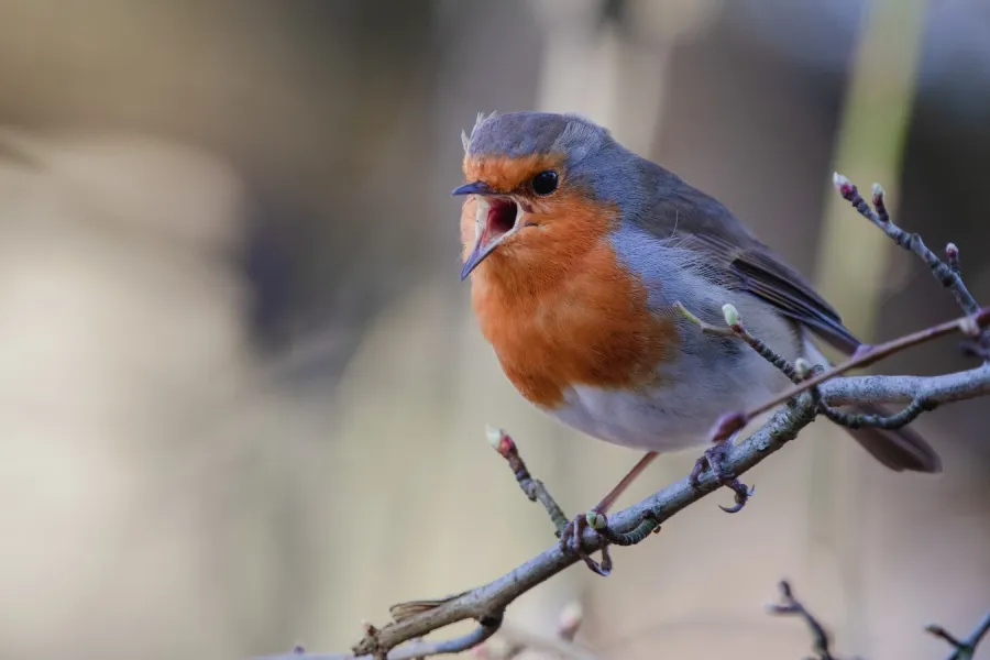 picture of a bird singing