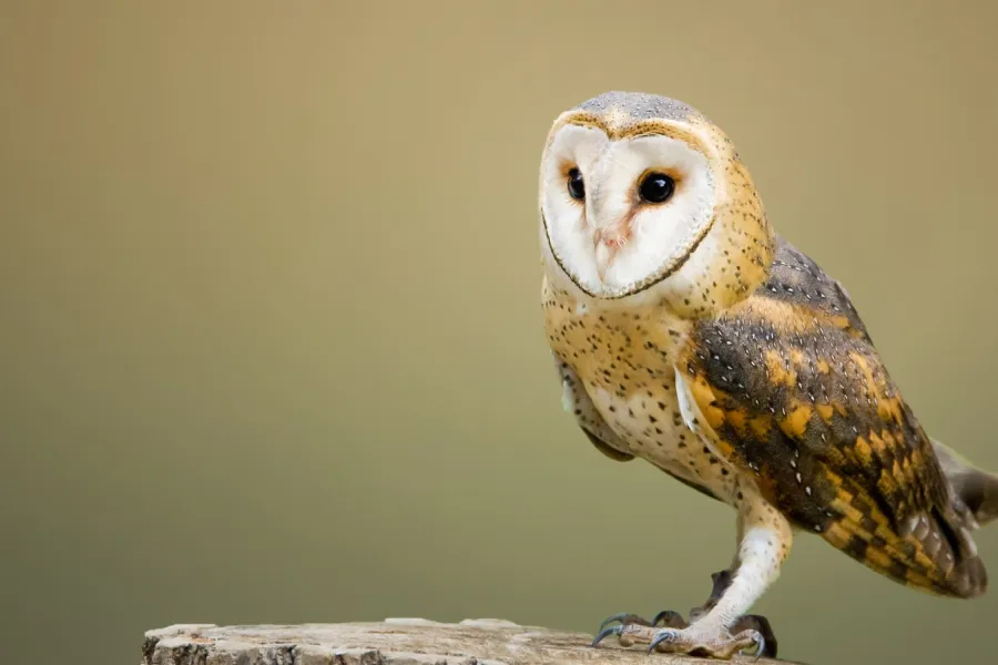 A barn owl resting while looking forward