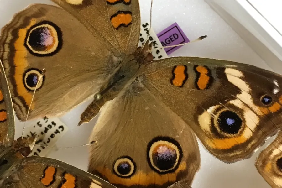 Buckeye butterfly in the holdings of the Triplehonr Insect Collection