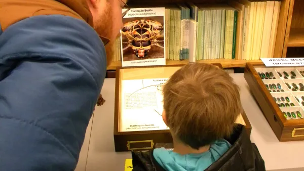 Father and young son examining insect display drawers